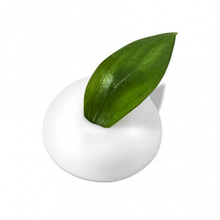 Мусс для умывания успокаивающий Neogen Dermalogy Real Fresh Foam Cleanser Green Tea